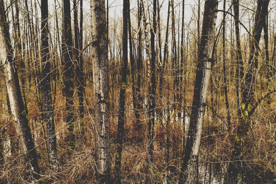 Wetland Forest Trees
