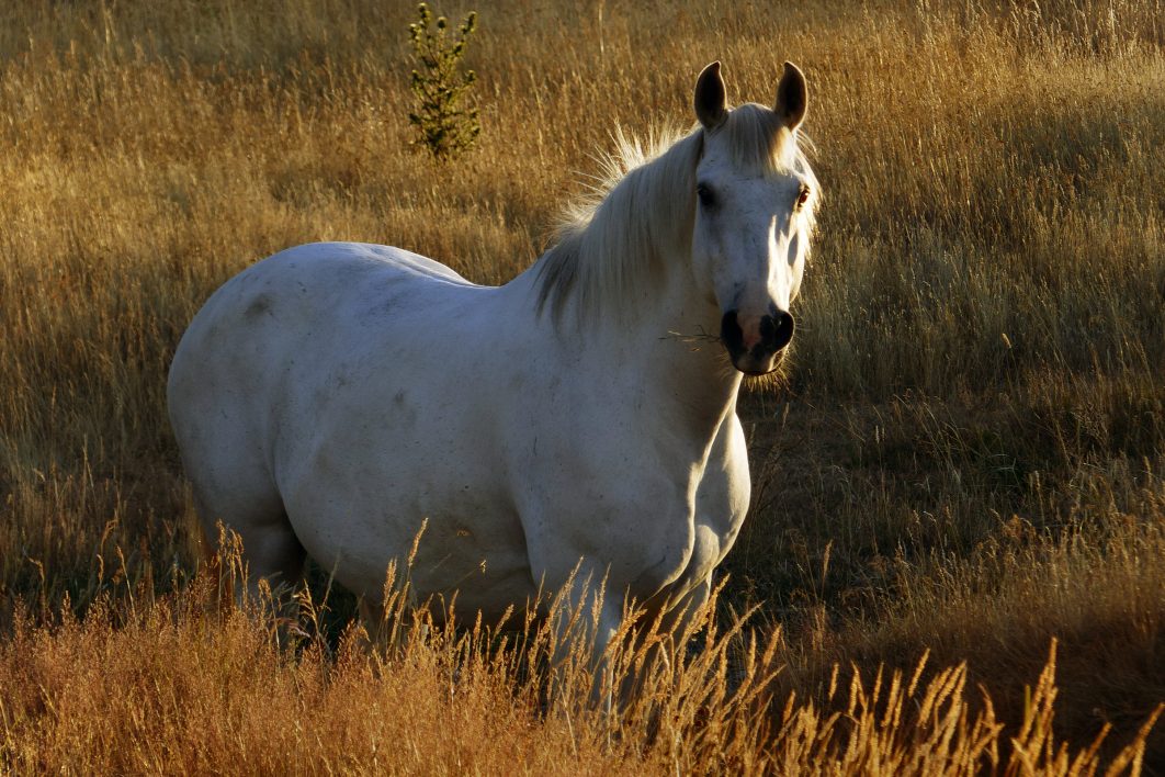 White Horse in Pasture