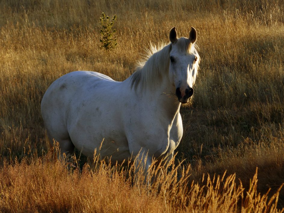 White Horse in Pasture