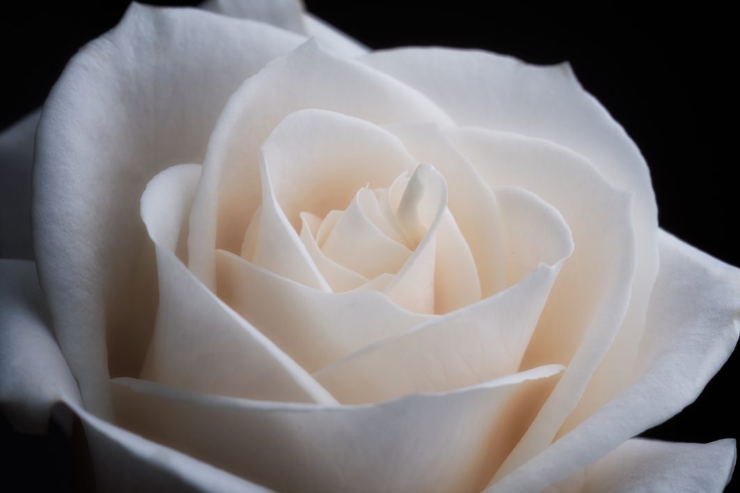 White Rose Close Up