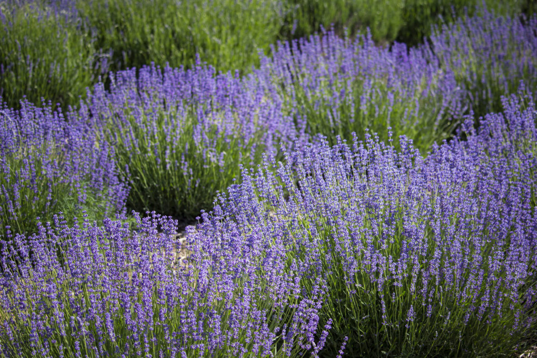 Flower Field of Lavender