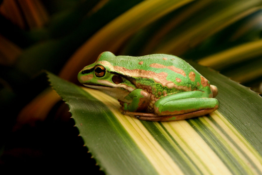 Frog on Leaf