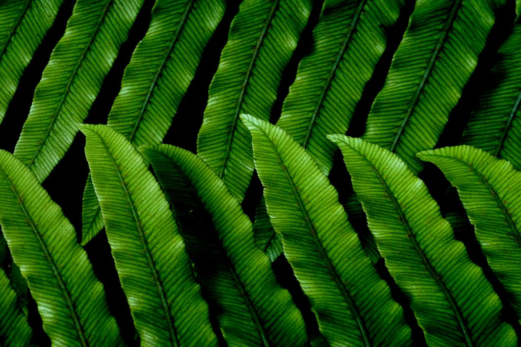 Green Leaves Pattern