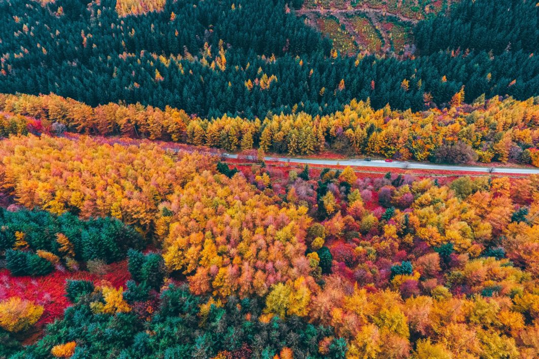 Foliage Aerial and Road