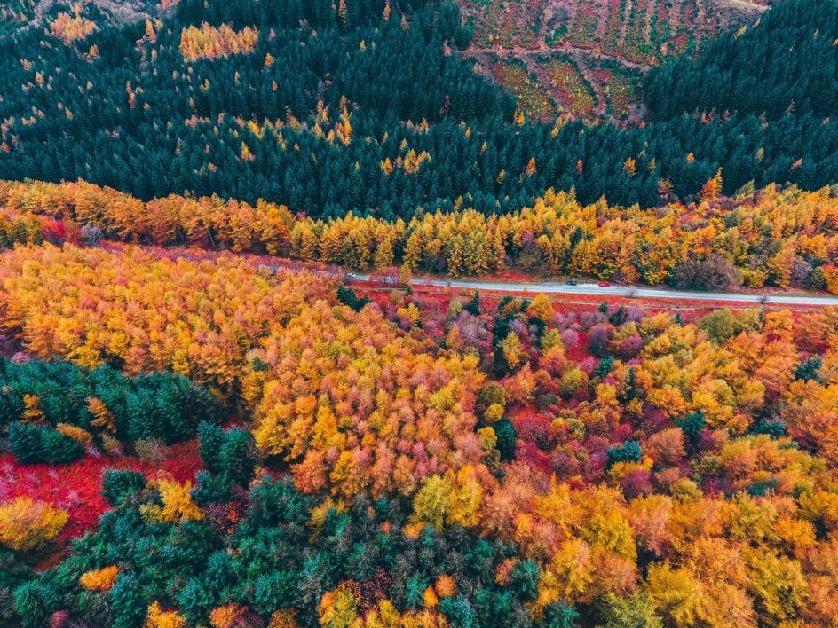 Foliage Aerial and Road