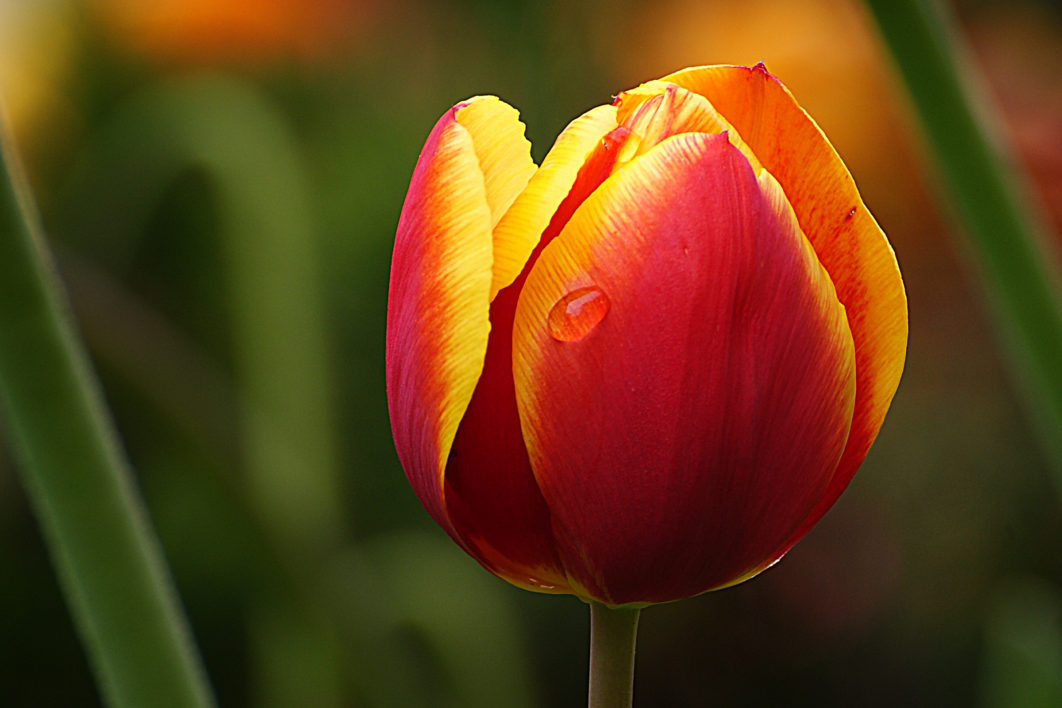Tulip Flower Macro