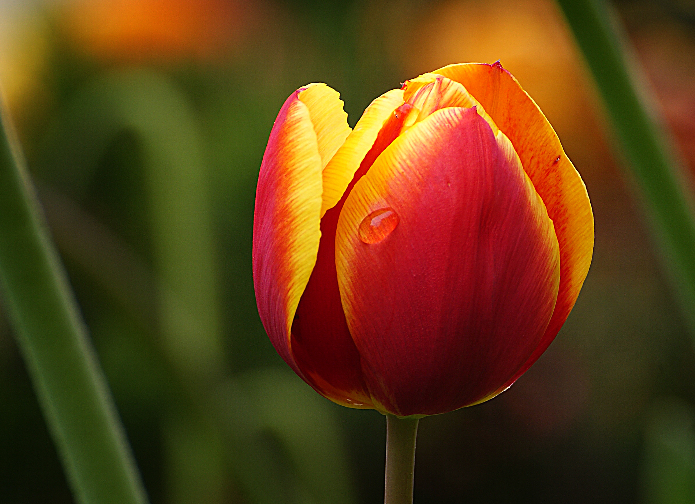Tulip Flower Macro Free Stock Photo - NegativeSpace