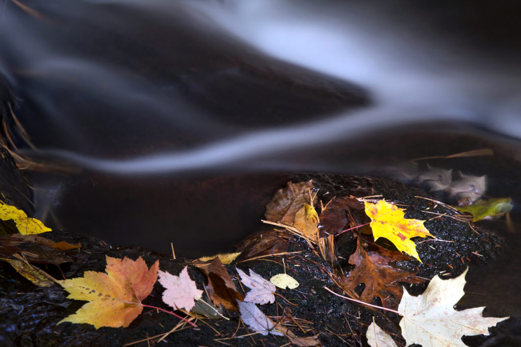 Autumn Leaves and River