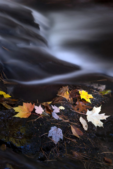 Autumn Leaves and River