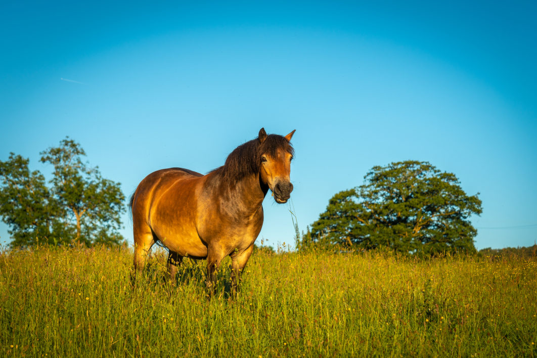 Horse in Sunny Pasture