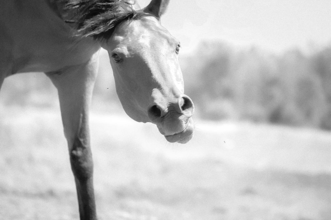 Fun Horse Close up