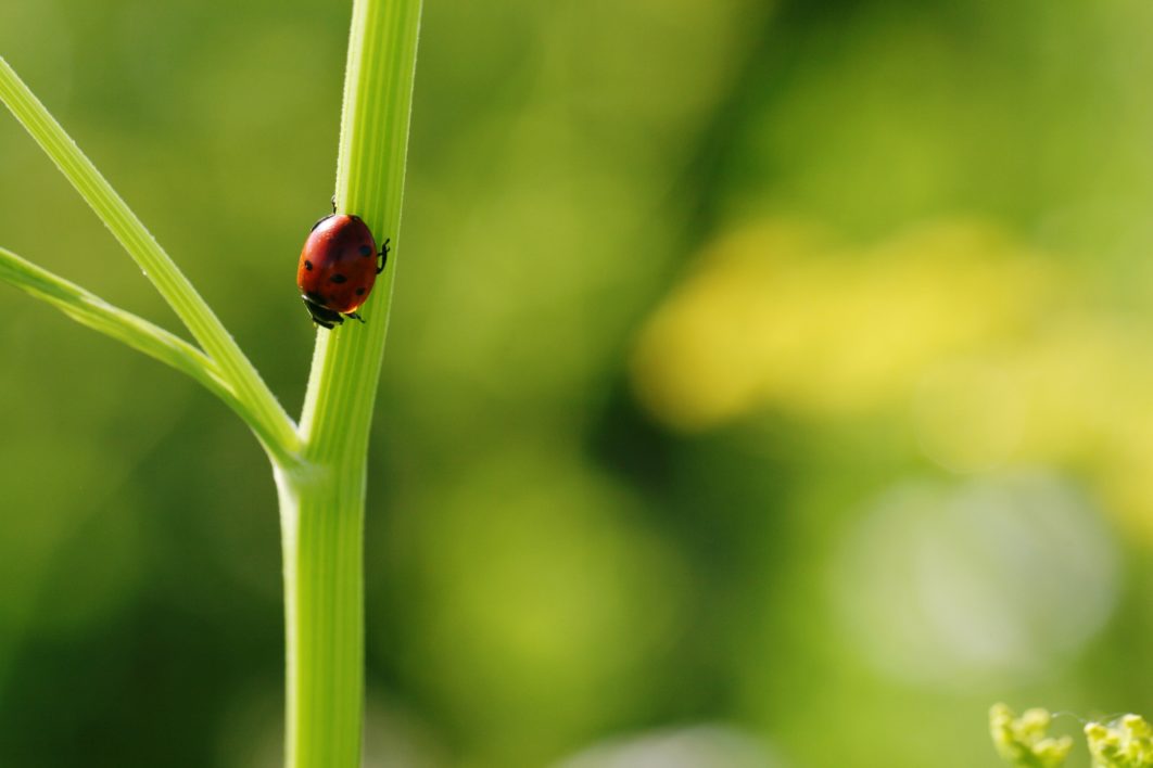 Ladybug Close up