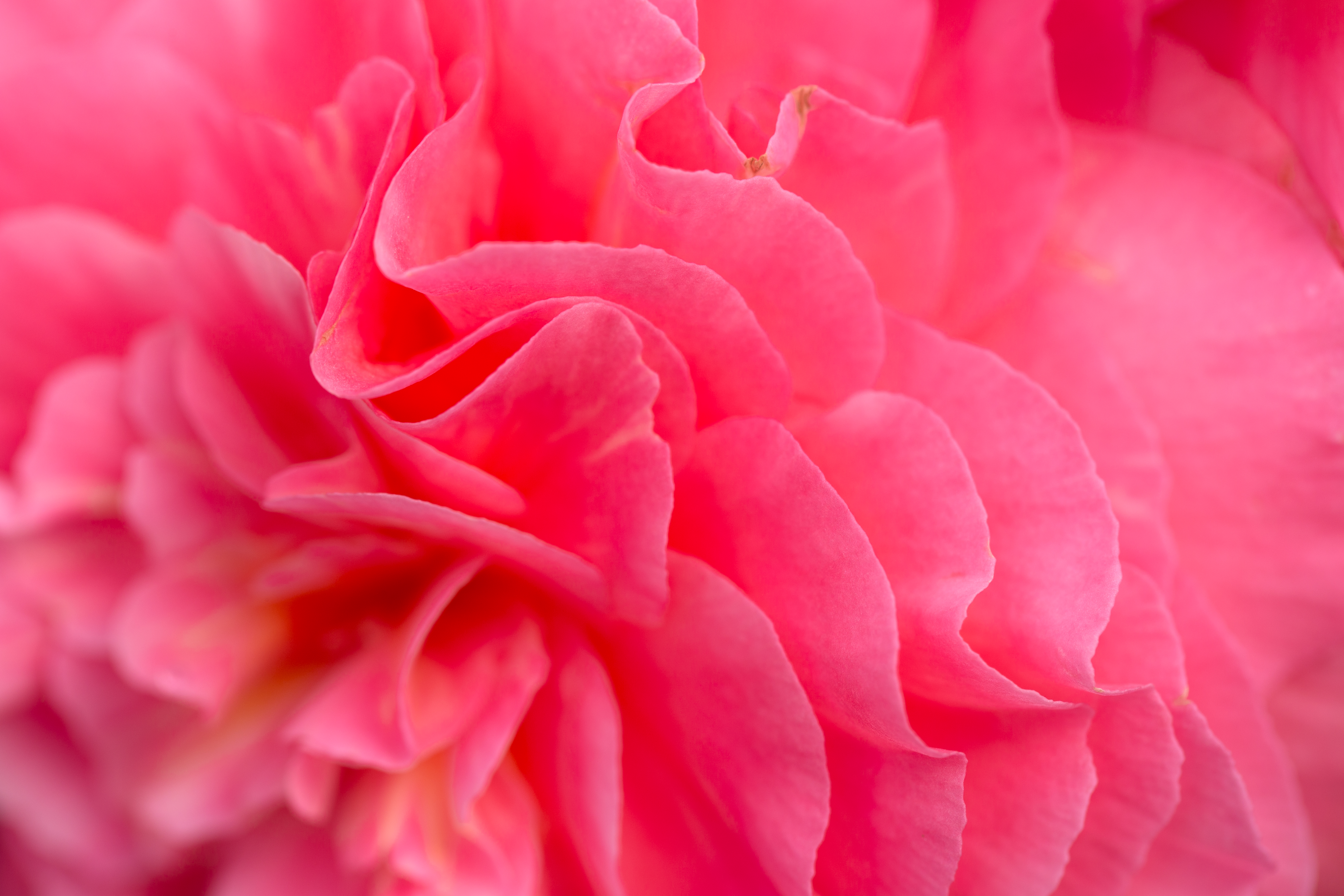 Pink Flower Background Royalty Free Photo