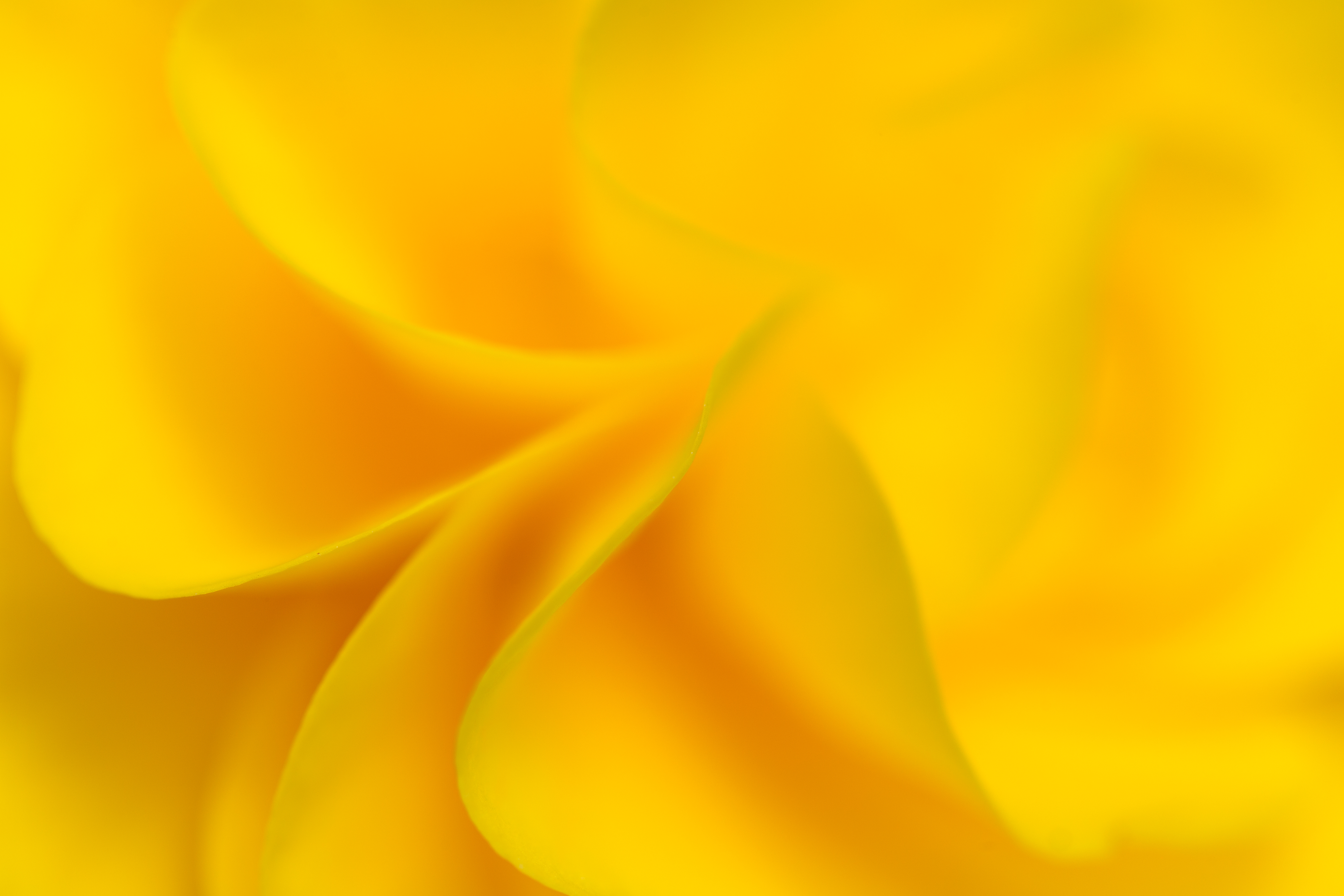 Yellow Flower Background Royalty Free Photo