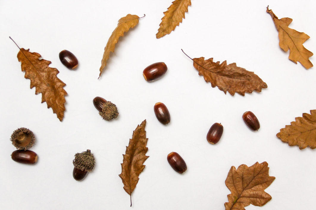 Acorns and Leaves Flat Lay