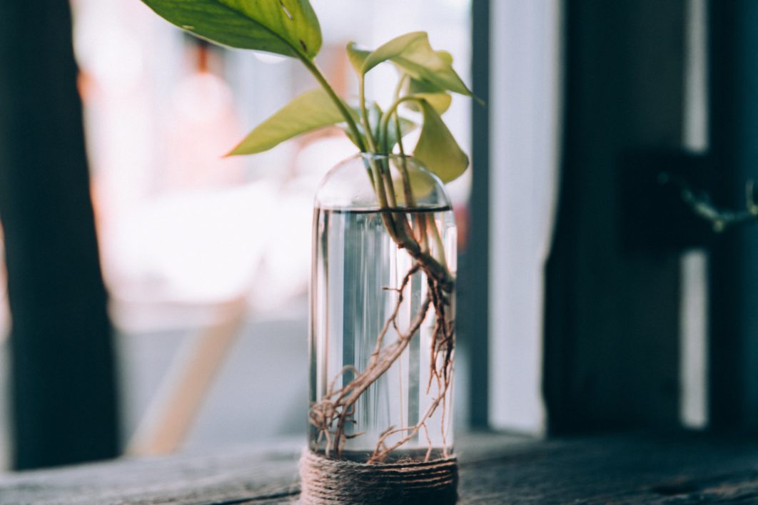 Plant Vase Window