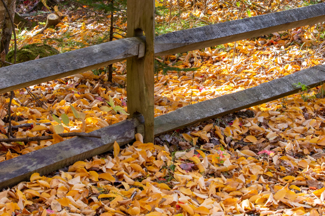 Autumn Leaves Nature