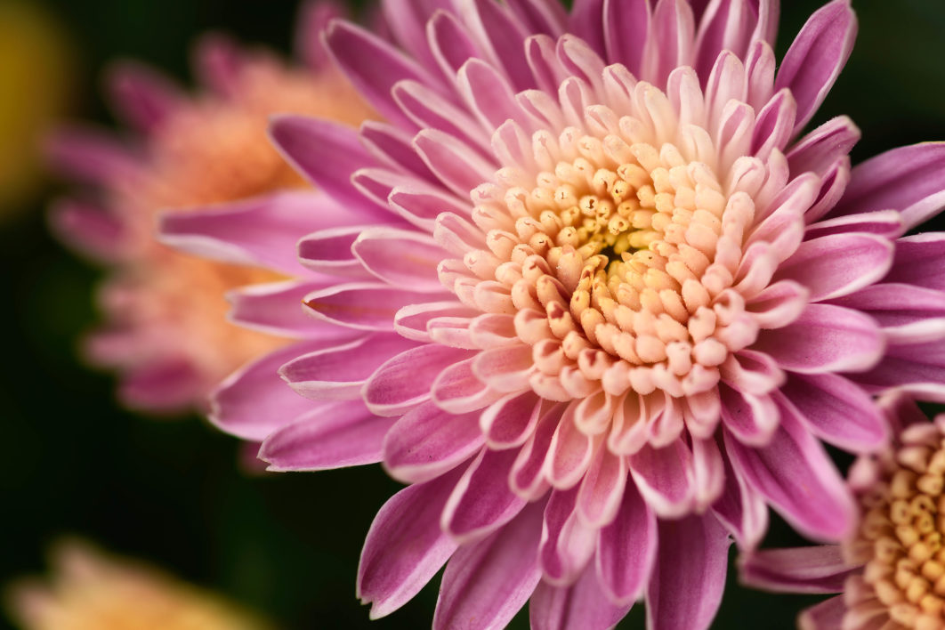 Macro Pink Flower