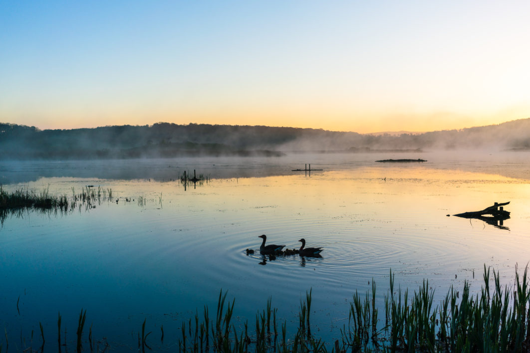 Lake Swans Dawn