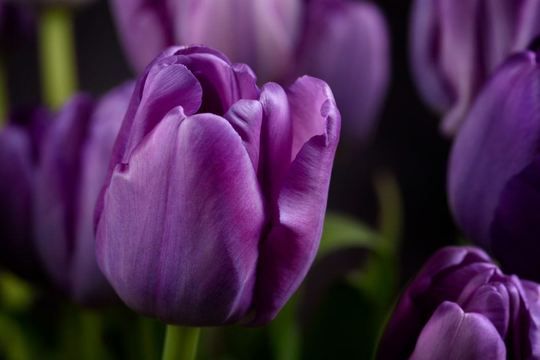 Purple Flowers Close up