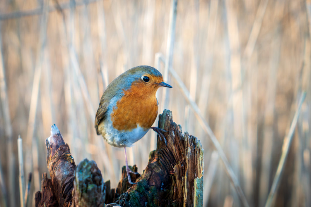 Colorful Bird Perched