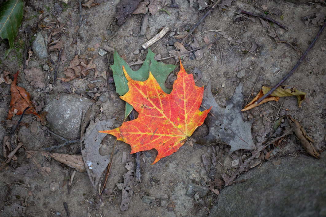 Fall Leaf Nature