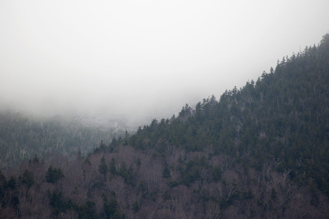 Fog Mountain Trees