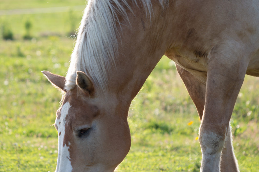 Horse Countryside Animal