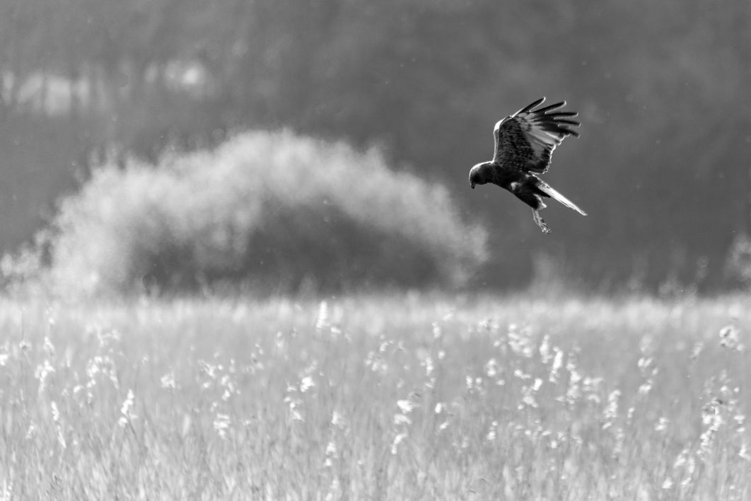 Bird Diving Animal