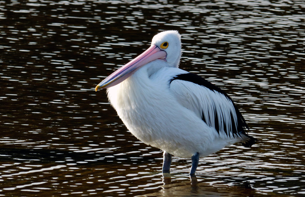 Pelican Water Nature
