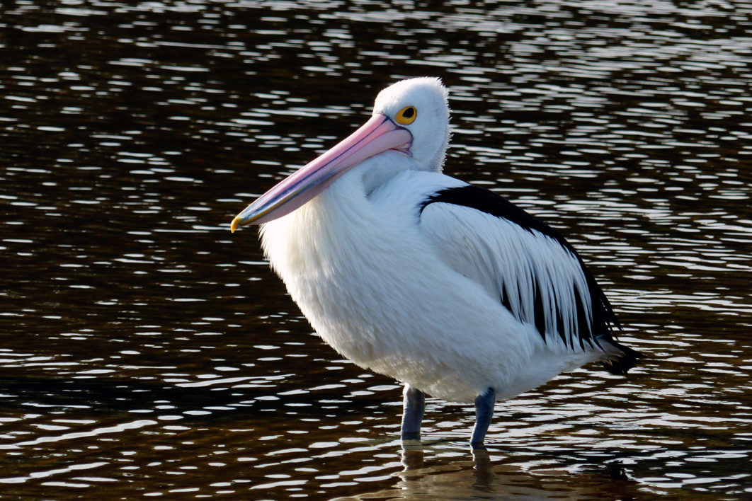 Pelican Water Nature