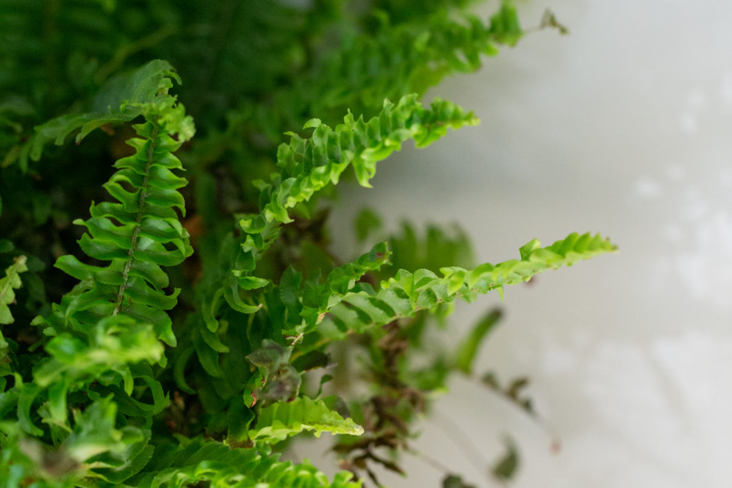 House Plant Fern