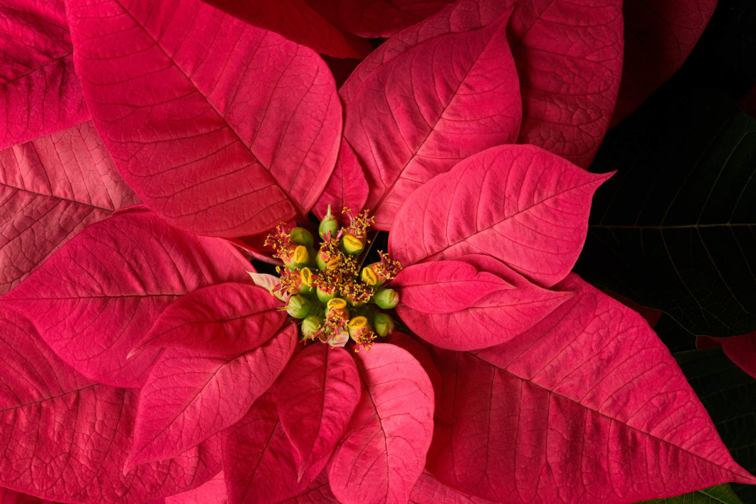 Red Leaf Plant