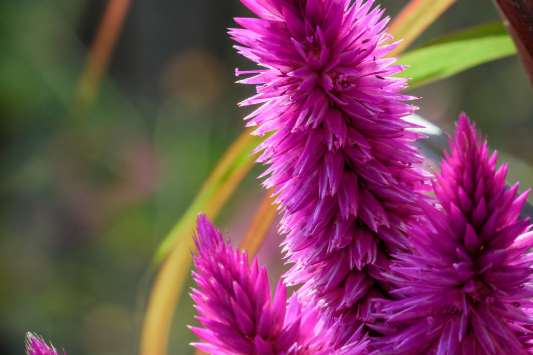 Pink Flower Close up