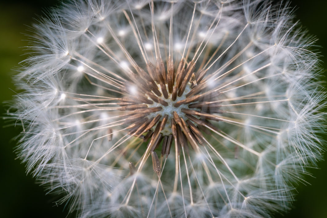 Dandelion Macro