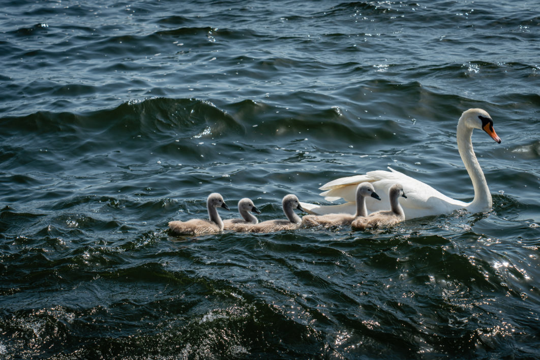 Swans Swimming Water