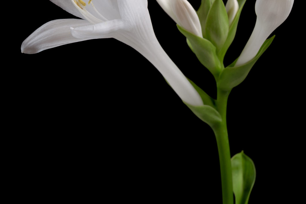 White Flower Black Background