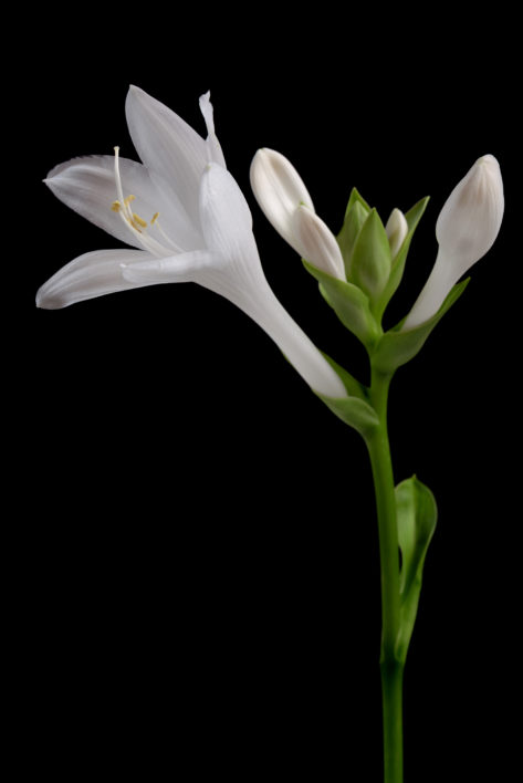 White Flower Black Background
