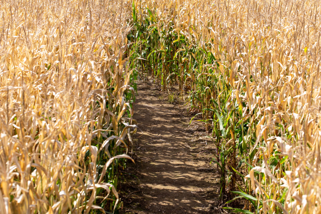 Corn Field Path