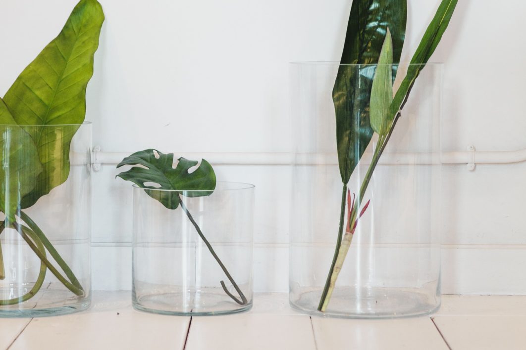 Plants Vase