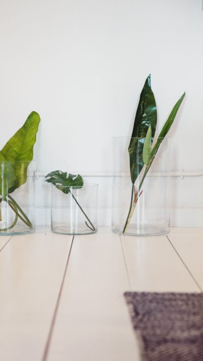 Plants Vase