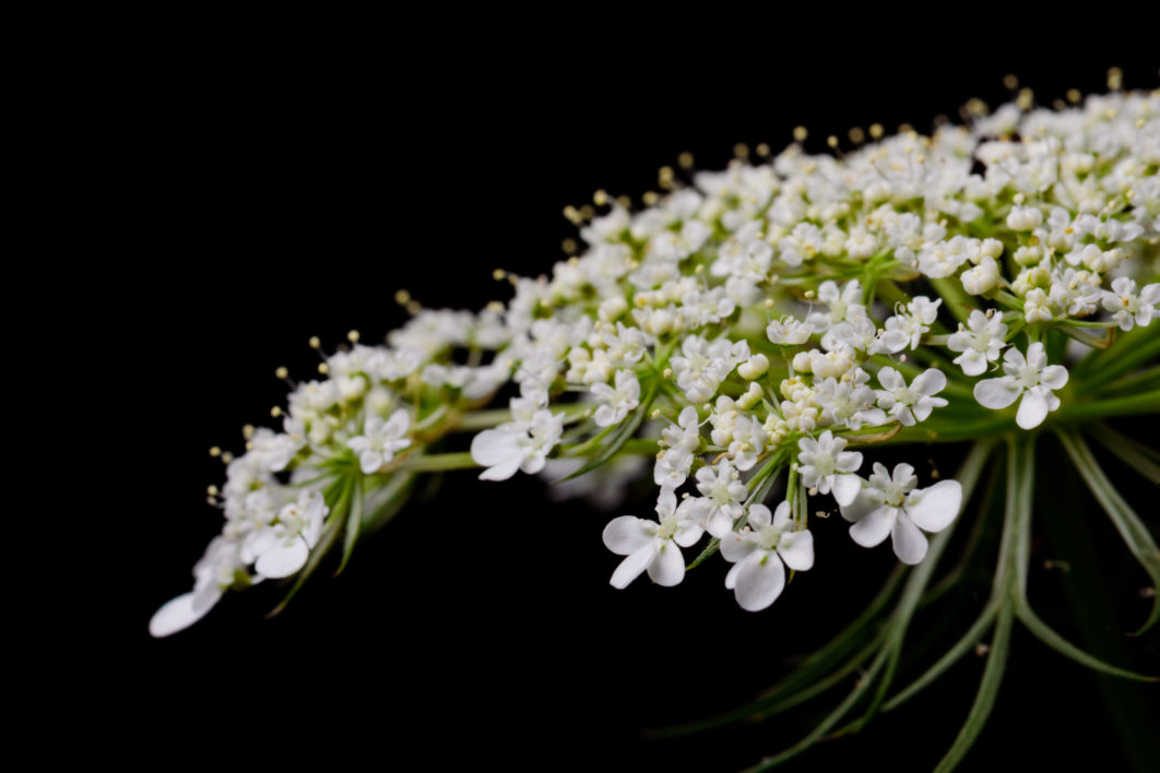 White Flowers Isolated