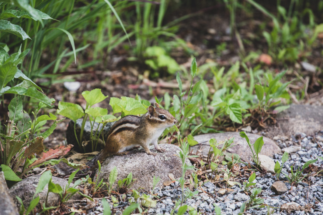 Chipmunk Animal Nature