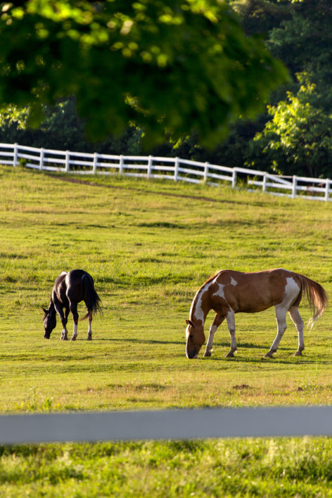 Horses Pasture Fence