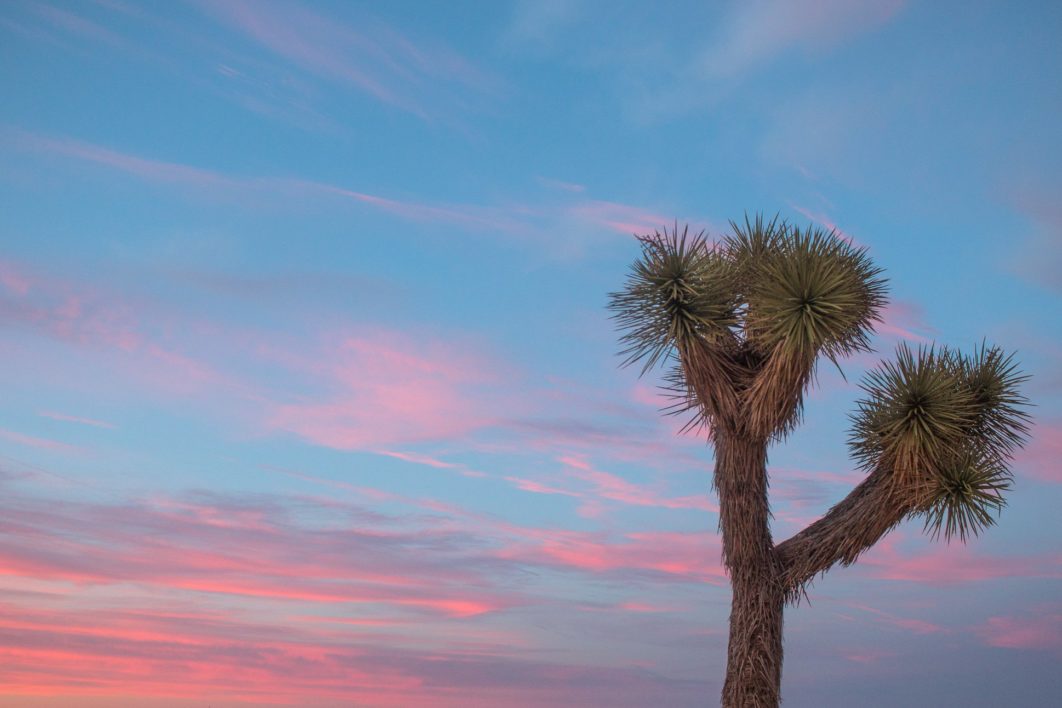 Joshua Tree Sunset