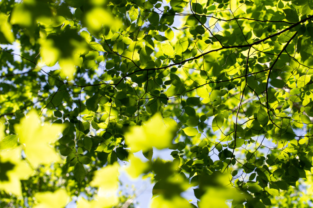 Leaves Pattern