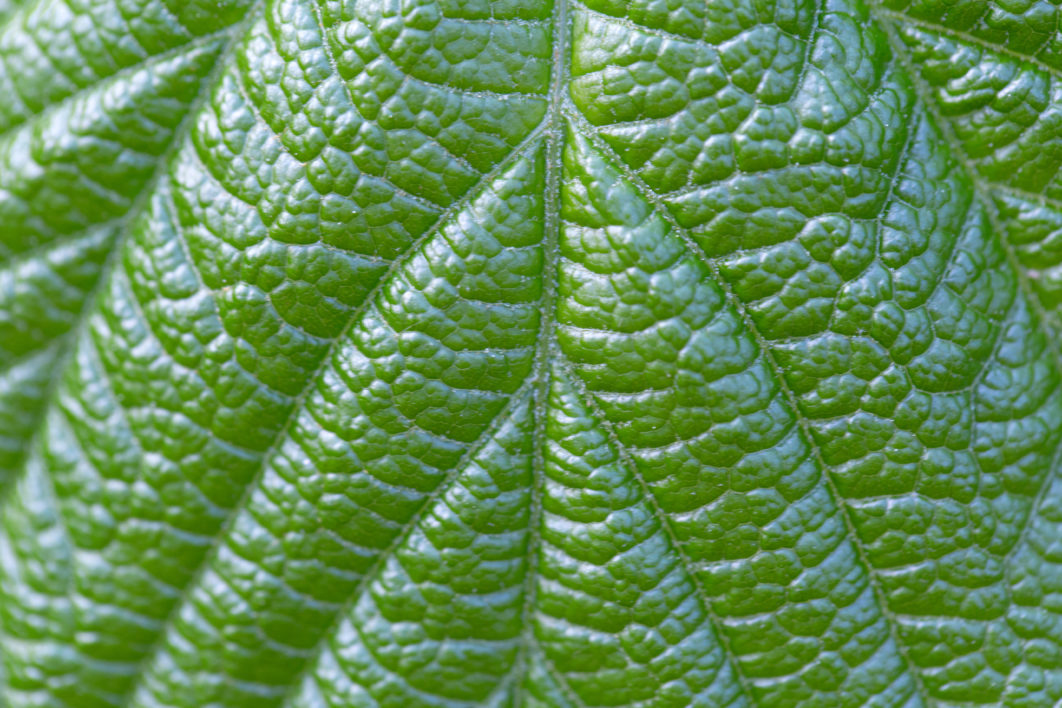 Plant Leaf Macro
