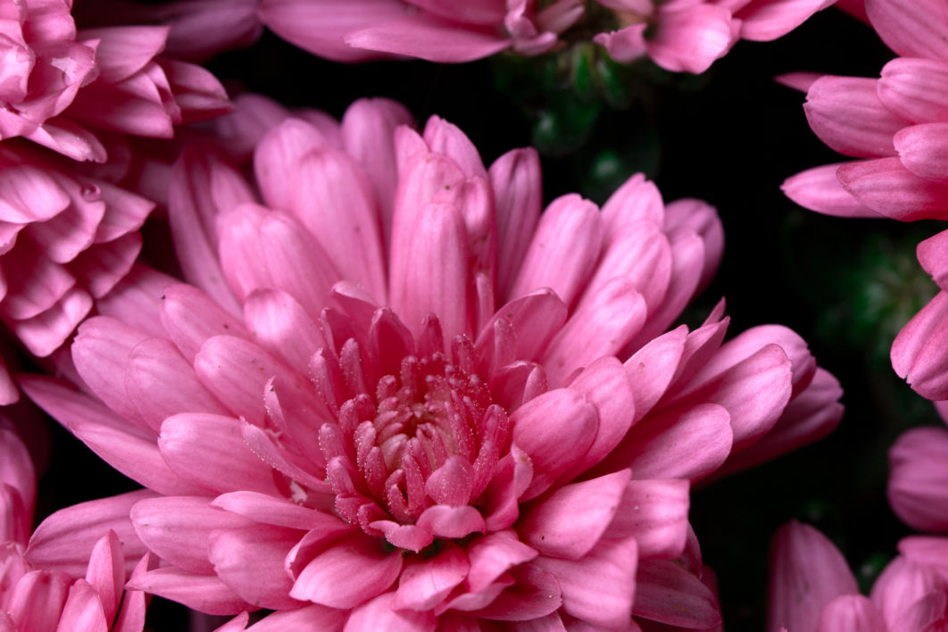 Macro Flower Garden