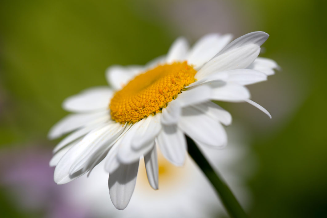 White Daisy Flower