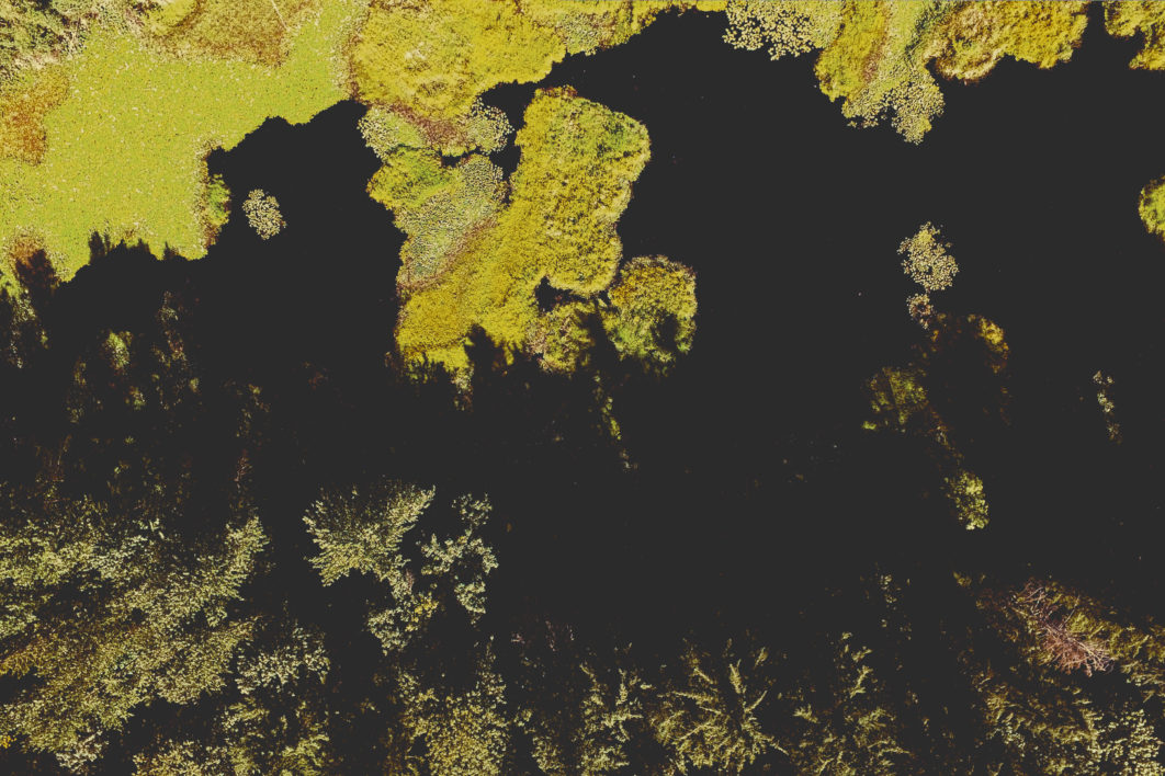 Wetland Marsh Aerial